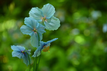 Unique Himalayan blue poppy flower at the Butchart Gardens, Victoria, BC, Canada 