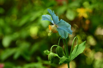 Unique Himalayan blue poppy flower at the Butchart Gardens, Victoria, BC, Canada 