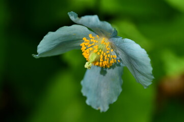 Unique Himalayan blue poppy flower at the Butchart Gardens, Victoria, BC, Canada 