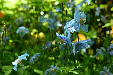 Unique Himalayan blue poppy flower at the Butchart Gardens, Victoria, BC, Canada 