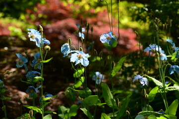 Unique Himalayan blue poppy flower at the Butchart Gardens, Victoria, BC, Canada 