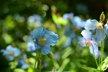 Unique Himalayan blue poppy flower at the Butchart Gardens, Victoria, BC, Canada 