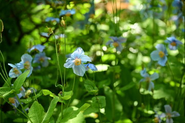 Unique Himalayan blue poppy flower at the Butchart Gardens, Victoria, BC, Canada 