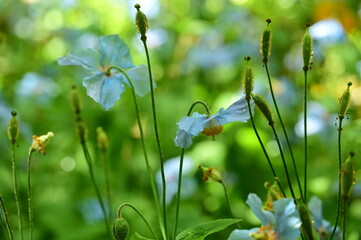 Unique Himalayan blue poppy flower at the Butchart Gardens, Victoria, BC, Canada 