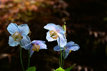 Unique Himalayan blue poppy flower at the Butchart Gardens, Victoria, BC, Canada 