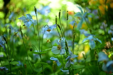 Unique Himalayan blue poppy flower at the Butchart Gardens, Victoria, BC, Canada 