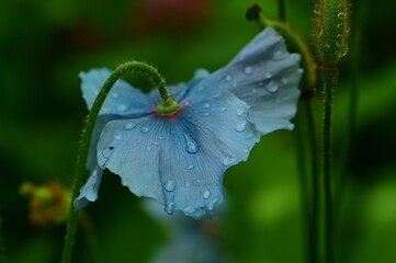Unique Himalayan blue poppy flower at the Butchart Gardens, Victoria, BC, Canada 