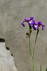 Beautiful irises in bloom at the Butchart Gardens, Victoria, BC, Canada