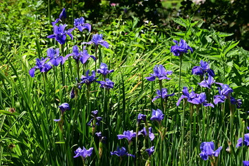 Beautiful irises in bloom at the Butchart Gardens, Victoria, BC, Canada