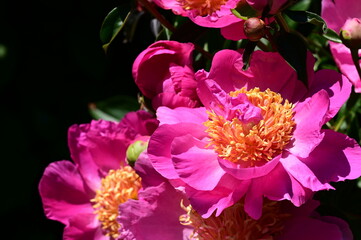 Gentle petals of bright peonies in bloom at the Butchart Gardens, BC, Canada