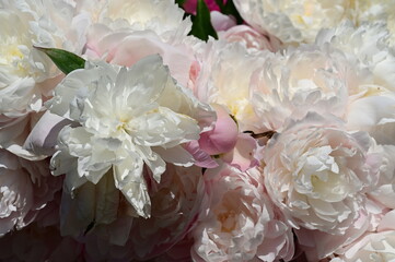 Gentle petals of bright peonies in bloom at the Butchart Gardens, BC, Canada