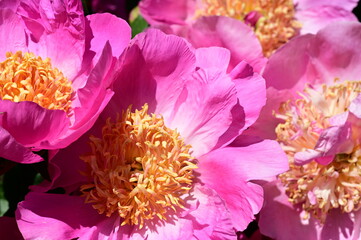 Gentle petals of bright peonies in bloom at the Butchart Gardens, BC, Canada