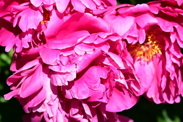 Gentle petals of bright peonies in bloom at the Butchart Gardens, BC, Canada