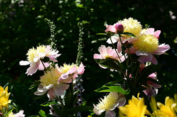 Gentle petals of bright peonies in bloom at the Butchart Gardens, BC, Canada