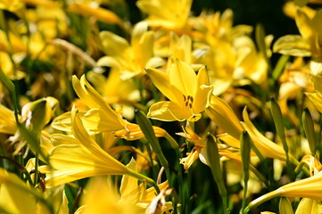 Beautiful and colorful flowers in bloom at the Butchart Gardens, Victoria, BC, Canada