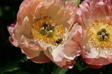 Gentle petals of bright peonies in bloom at the Butchart Gardens, BC, Canada