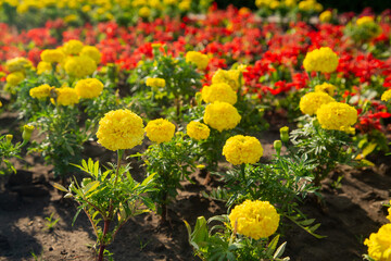 Yellow marigolds and red small flowers on a flowerbed under bright sun