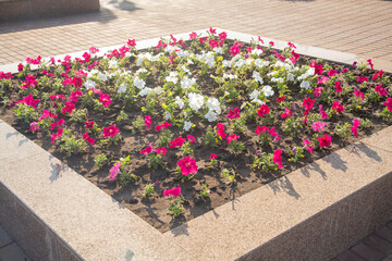 White burgundy petunias on a flowerbed under bright sun