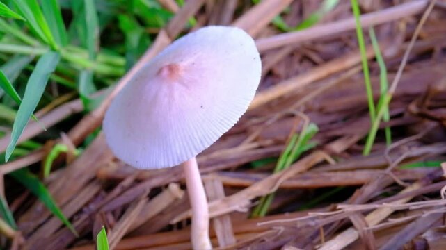 Cinematic shot of Parasola plicatilis mushroom in bloom. Closeup shot of Pleated inkcap mushroom Growing among wet straw. Poisonous mushrooms in nature. High Quality 4K Resolution 30 Fps