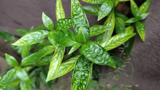 green medicinal plant Andrographis paniculata or kalmegh or king of bitters and its a traditional Indian medicinal plant