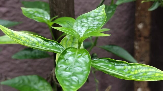 green medicinal plant Andrographis paniculata or kalmegh or king of bitters and its a traditional Indian medicinal plant
