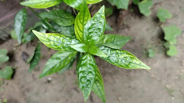 green medicinal plant Andrographis paniculata or kalmegh or king of bitters and its a traditional Indian medicinal plant