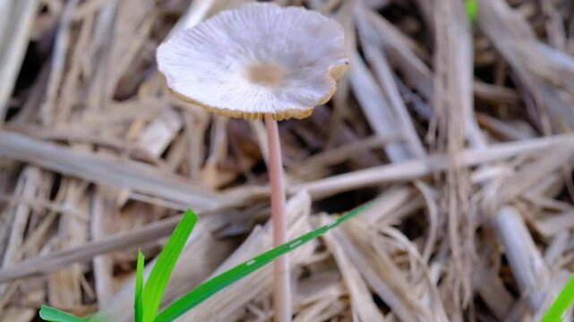 Cinematic shot of Parasola plicatilis mushroom in bloom. Closeup shot of Pleated inkcap mushroom Growing among wet straw. Poisonous mushrooms in nature. High Quality 4K Resolution 30 Fps