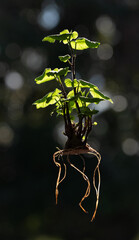 Hanging Kumera Plant and Roots
