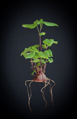 Hanging Kumera Plant showing foliage and roots