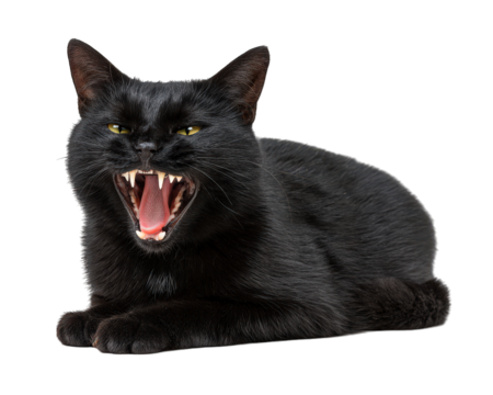 Black cat with yellow eyes lying down and screaming, mouth open showing sharp teeth, isolated on transparency background, expressing anger or fear