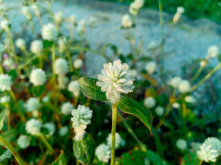 Gomphrena serrata is a vibrant flowering plant known for its round, clover-like blooms and...
