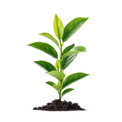 Young green plant growing from soil with fresh leaves