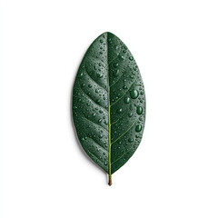 Green leaf with water droplets isolated on white background