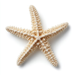 Starfish with rough texture and natural beige color on white
