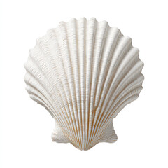 White seashell with detailed ridges isolated on white background
