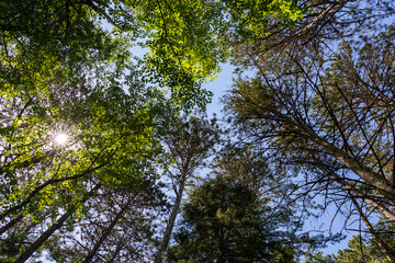 Virgin Forest Tree Canopy at the Lost Forty Scientific Natural Area in Northern Minnesota - A Rare...