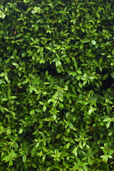 green leaf fence in the garden, natural background in springtime