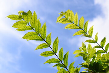 green leaf with water drop in the garden, blue sky and white cloud background in springtime