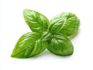 Sweet basil herb leaves, close-up, isolated on white background