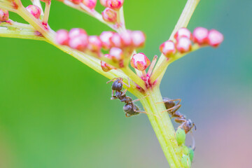 アリとアブラムシの共存関係

