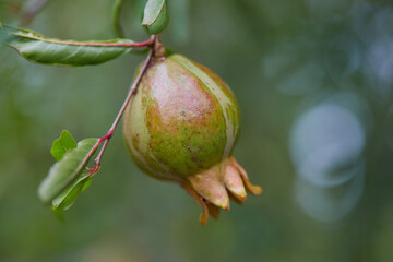 Close-up of Pomegranate hanging on tree