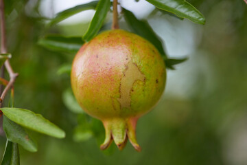 Close-up of Pomegranate hanging on tree