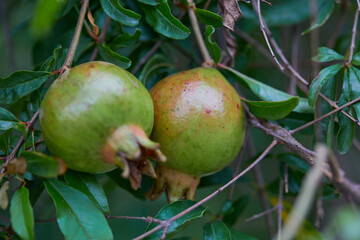 Close-up of Pomegranate hanging on tree