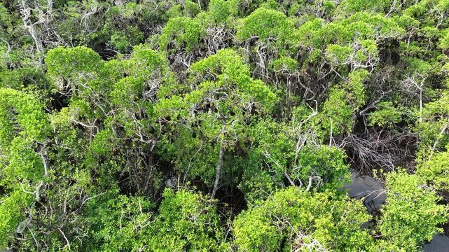 An extensive mangrove forest on a small island near Adonara is home to a vast Sunda flying fox colony, Acerodon mackloti. This tropical region in the Lesser Sunda Islands harbors high biodiversity.