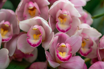 Light pink Cymbidium orchids, commonly known as boat orchids