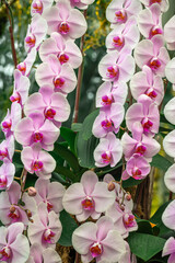 Phalaenopsis Orchid or Phalaenopsis spp. in full bloom, displaying delicate light purple petals
