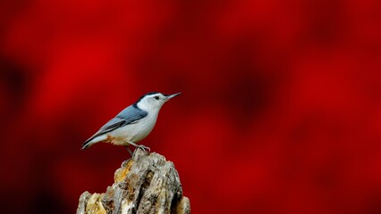 Bird perched on tree stump enchanting natural setting wildlife photography vivid background close-up perspective