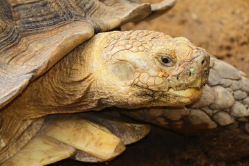 Giant African Spurred Tortoise (Sulcata) Headshot: Majestic Tortoise Close-up Portrait Capturing...