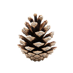 Single pine cone with frost isolated on transparent background