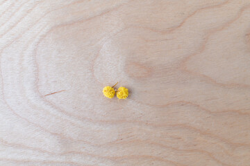 アカシア ミモザの実 かけら 剪定
